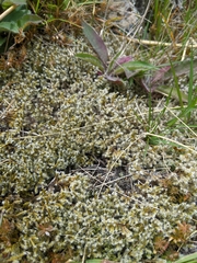 Racomitrium