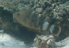 Cheilinus trilobatus