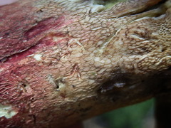 Butyriboletus brunneus