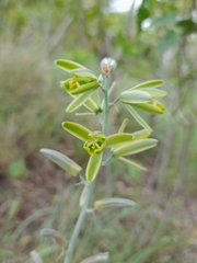 Albuca glauca