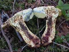 Butyriboletus brunneus
