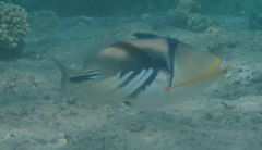 Rhinecanthus aculeatus