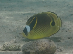 Chaetodon lunula