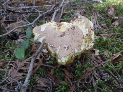 Butyriboletus brunneus