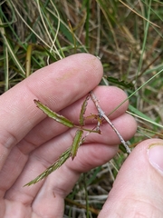 Rubus schmidelioides