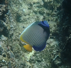 Pomacanthus imperator