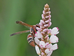 Polistes marginalis