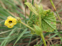 Hermannia transvaalensis