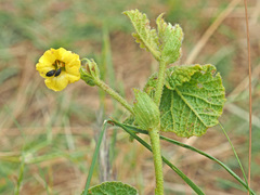Hermannia transvaalensis