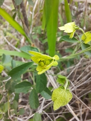 Dalechampia capensis