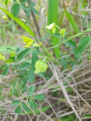 Dalechampia capensis