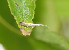 Plutella xylostella-australiana
