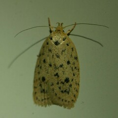 Prionocris protoxantha