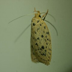Prionocris protoxantha