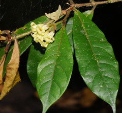 Pittosporum rubiginosum