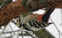 Dendrocopos leucotos