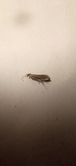 Insecta