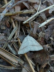 Petrophora chlorosata