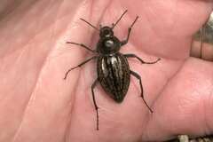 Somaticus