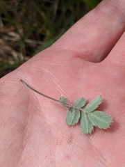 Acaena caesiiglauca