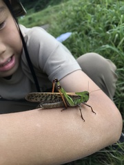 Locusta migratoria