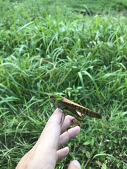 Locusta migratoria