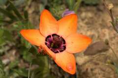 Sparaxis elegans