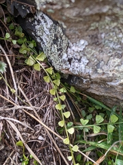 Asplenium flabellifolium