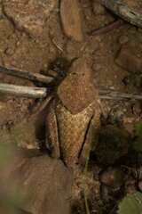 Trachypetrella anderssonii