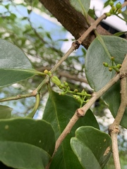 Macrosolen cochinchinensis