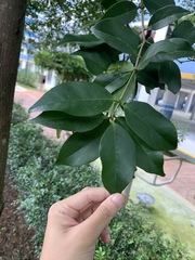 Macrosolen cochinchinensis