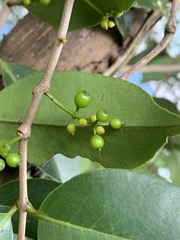 Macrosolen cochinchinensis