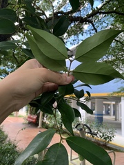 Macrosolen cochinchinensis