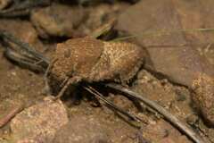 Trachypetrella anderssonii