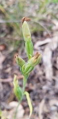Calochilus