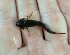 Cottus gobio