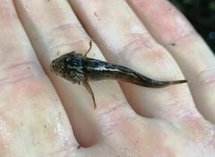 Cottus gobio