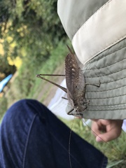 Mecopoda niponensis