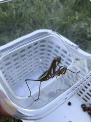 Tenodera sinensis