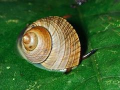 Leptopoma