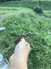 Tenodera sinensis