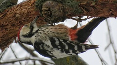 Dendrocopos leucotos