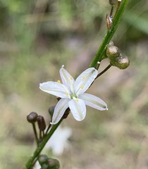 Caesia parviflora parviflora