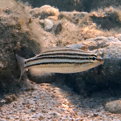 Scaevius milii