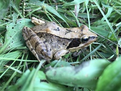 Rana