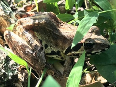 Rana