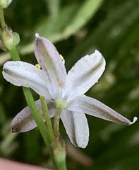 Caesia parviflora parviflora