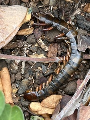 Scolopendra subspinipes
