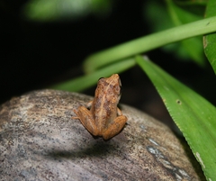 Pseudophilautus wynaadensis