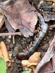Scolopendra subspinipes